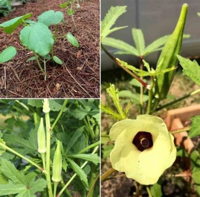  Okra ve Üretim Süreçleri: Doğadan Gelen Bir İşlemci Mucizesi!